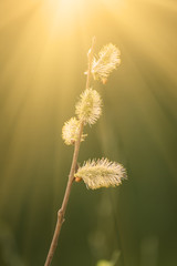 Blooming willow branch in springtime, seasonal easter background