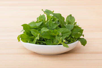  fresh chickweed / White porcelain bowl with chickweed