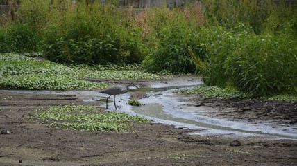 Le crocodile et le héron 