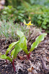 Erythronium Pagoda, yellow trout Lily, Dog's Tooth in the garden. Selective focus.