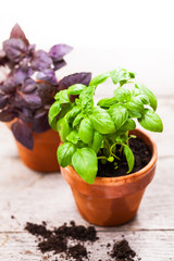 Basil. Sweet Basil in Flower Pot. Selective focus. 