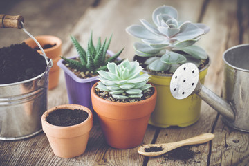 Succulents in pots, bucket with soil and watering can. Planting and care of house plants and flowers.