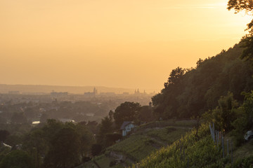 Abendlicher Blick über die Pillnitzer Weinberge ins Stadtzentrum von Dresden