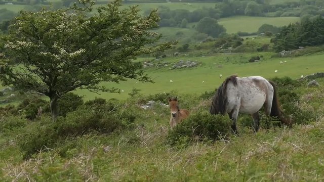 Dartmoor pony and foal grazing