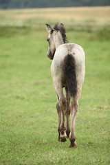 Amazing welsh part-bred foal