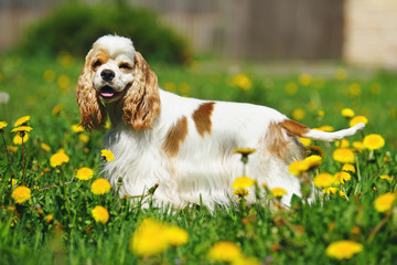 White and red American Cocker Spaniel dog staying on its back legs on a green grass with yellow dandelions