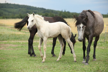 Fototapeta na wymiar Beautiful foal with mare on pasturage