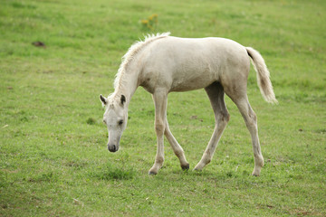 Naklejka na ściany i meble Amazing welsh part-bred foal