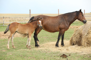 Naklejka na ściany i meble Nice mare with its foal
