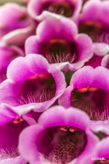Foxglove © Jelte Bosma