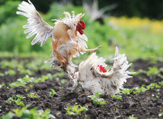 two cocks fighting in the village in the garden kicking up dust and feathers