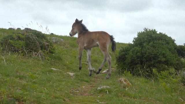 Small Dartmoor pony / foal runs towards camera