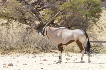 An Oryx (Gemsbok) photographed in the Kgalagadi Transfrontier National Park situated between South...