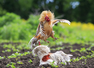 two cocks fighting in the village in the garden kicking up  feathers