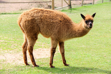 Naklejka na ściany i meble alpaca and llama with funny hairstyle