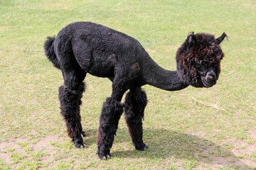 alpaca and llama with funny hairstyle
