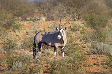 Oryx (Gemsbok) photographed in the Kgalagadi Transfrontier National Park between South Africa,...