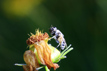 Food aphid fly