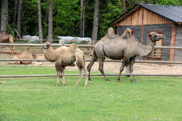camel family
