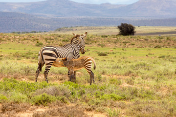 Fototapeta na wymiar A mother zebra suckles her young foal. Photographed against a mountainous background in the Mountain Zebra National Park, Eastern Cape; South Africa.