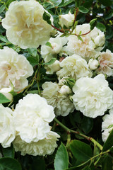weiße Rosen 