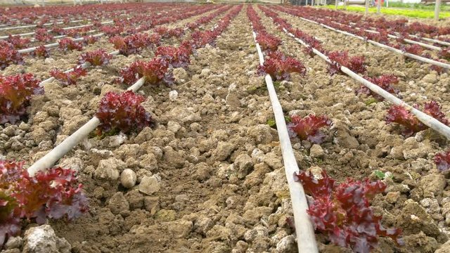 red lettuce growing  inside modern greenhouse