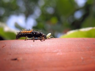 Marienkäferlarve seitlich beim Fressen einer Blattlaus