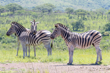 Fototapeta na wymiar A group of zebra photographed at Hluhluwe/Imfolozi Game Reserve in South Africa.