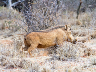A warthog travels through the Mokala National Park near Kimberly in South Africa.
