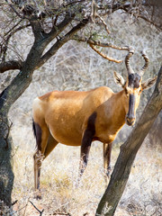Red Hartebeest, photographed in the Mokala National Park near Kimberly, South Africa.