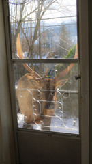 Elk outside my door