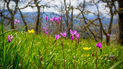 Wild flowers