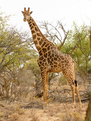 Giraffe, photographed in the Mokala National Park near Kimberly, South Africa.