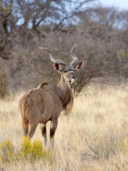 Kudu bull, photographed in the Mokala National Park near Kimberly, South Africa.