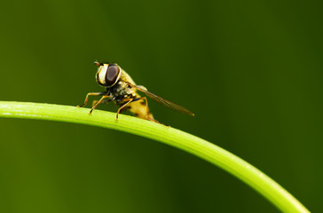 Fototapeta premium Food aphid fly