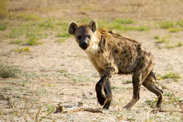 Foto op Plexiglas Gevlekte hyena gefotografeerd in het Kgalagadi Transfrontier National Park tussen Zuid-Afrika, Namibië en Botswana. © Fred