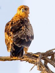 A Tawny Eagle (juvenile) perches on a branch in the Kgalagadi Transfrontier reserve between Namibia, South Africa, and Botswana. Note the beautiful bright eyes.