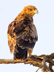 A Tawny Eagle (juvenile) perches on a branch in the Kgalagadi Transfrontier reserve between Namibia, South Africa, and Botswana. Note the beautiful bright eyes.