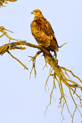 A Tawny Eagle (juvenile) perches on a branch in the Kgalagadi Transfrontier reserve between Namibia, South Africa, and Botswana.