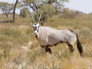 Oryx (Gemsbok) photographed in the Kgalagadi Transfrontier National Park between South Africa, Namibia, and Botswana.