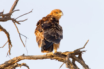 A Tawny Eagle (juvenile) perches on a branch in the Kgalagadi Transfrontier reserve between Namibia, South Africa, and Botswana.  Note the beautiful bright eyes.