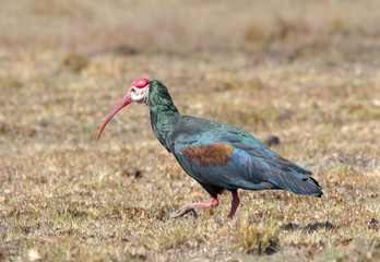 Bald Ibis photographed at Golden Gate National Park in the Eastern Free-state, South Africa.