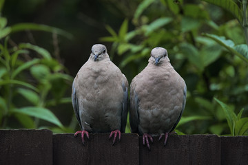 Two collared doves looking straight at the camera
