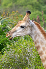 An giraffe, photographed at Hluhluwe/Imfolozi Game Reserve in South Africa.