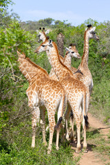 Giraffe family photographed at Tala Private Game Reserve near Pietermaritzburg in KwaZulu-Natal, South Africa