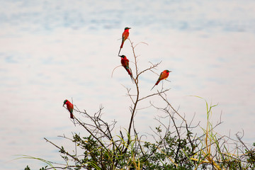Southern Carmine Bee-eaters photographed on the banks of the Zambezi River at a nesting site in...