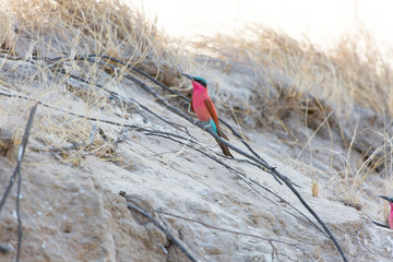 A Southern Carmine Bee Eater nesting in a bank of the great Zambezi River at Kalizo in Namibia.  There is a large nesting site in the banks of the river.