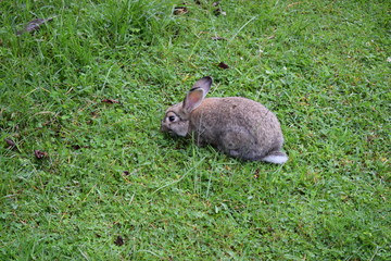 Conejo en pastizal