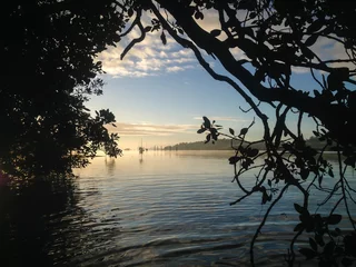 Poster Looking through the mangrove tree on Kerikeri Inlet, New Zealand, NZ, on a misty winter's morning © corners74
