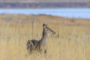 Deer Standing in a field of tall grass